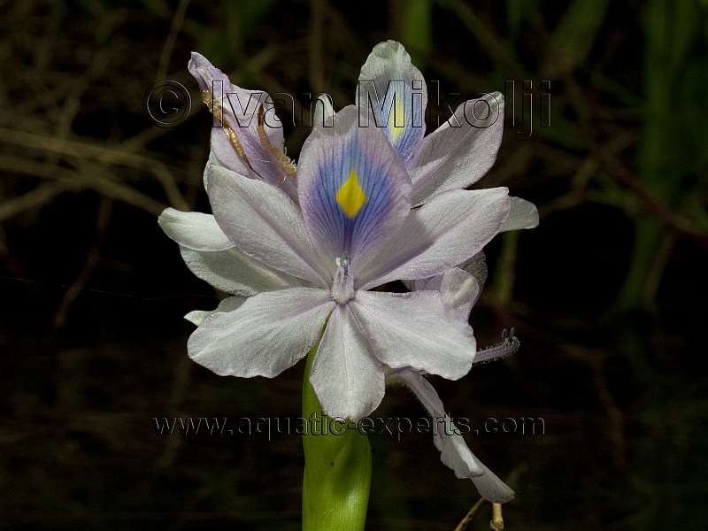 Eichhornia crassipes